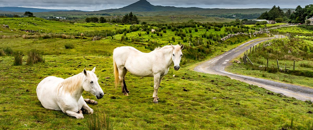 Unearthing the Root Cause of Equine Pastern Dermatitis