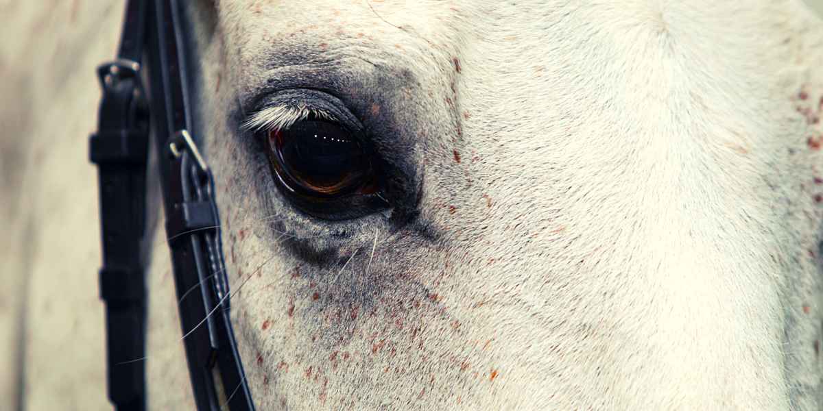 Gray horses are more prone to developing scratches than other coat colors. 