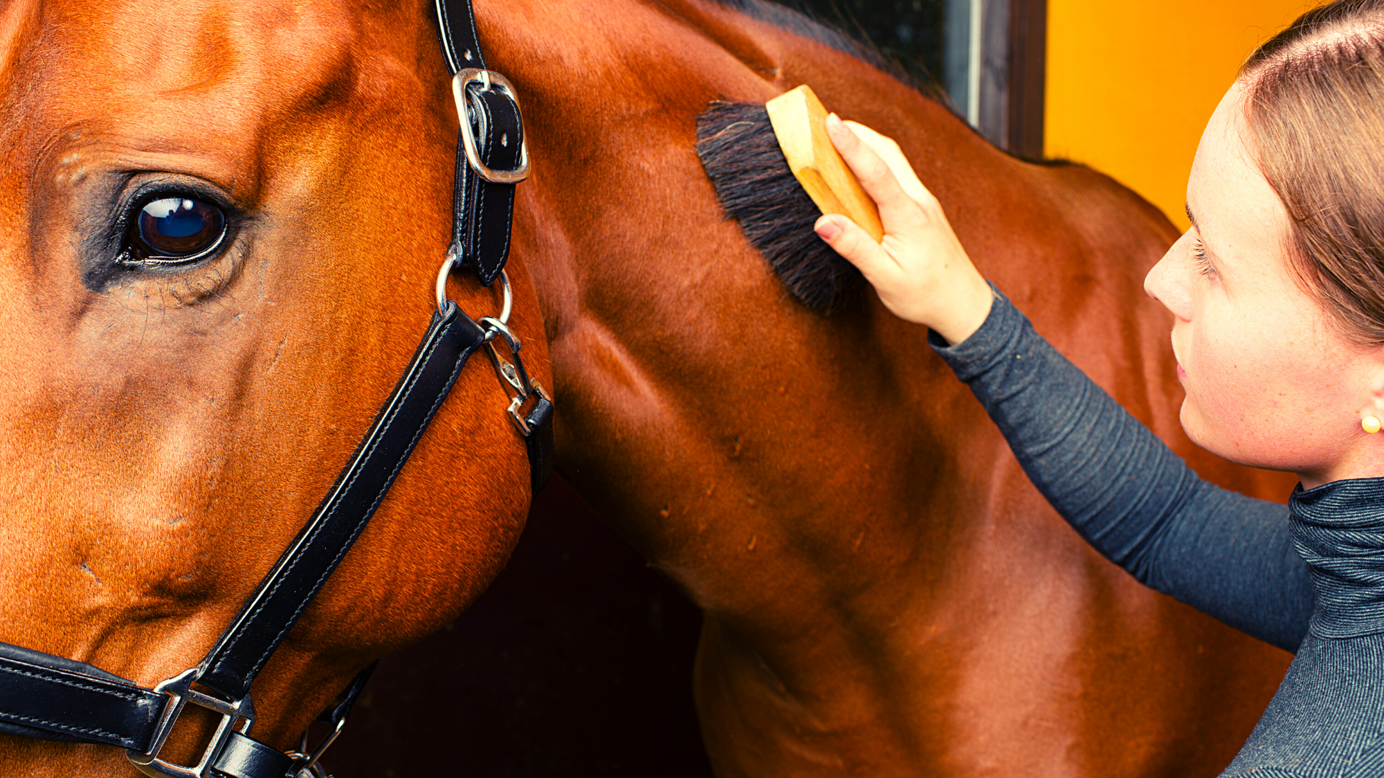 woman grooming horse