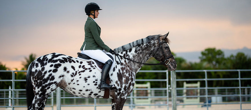 Dani The Wonder Horse