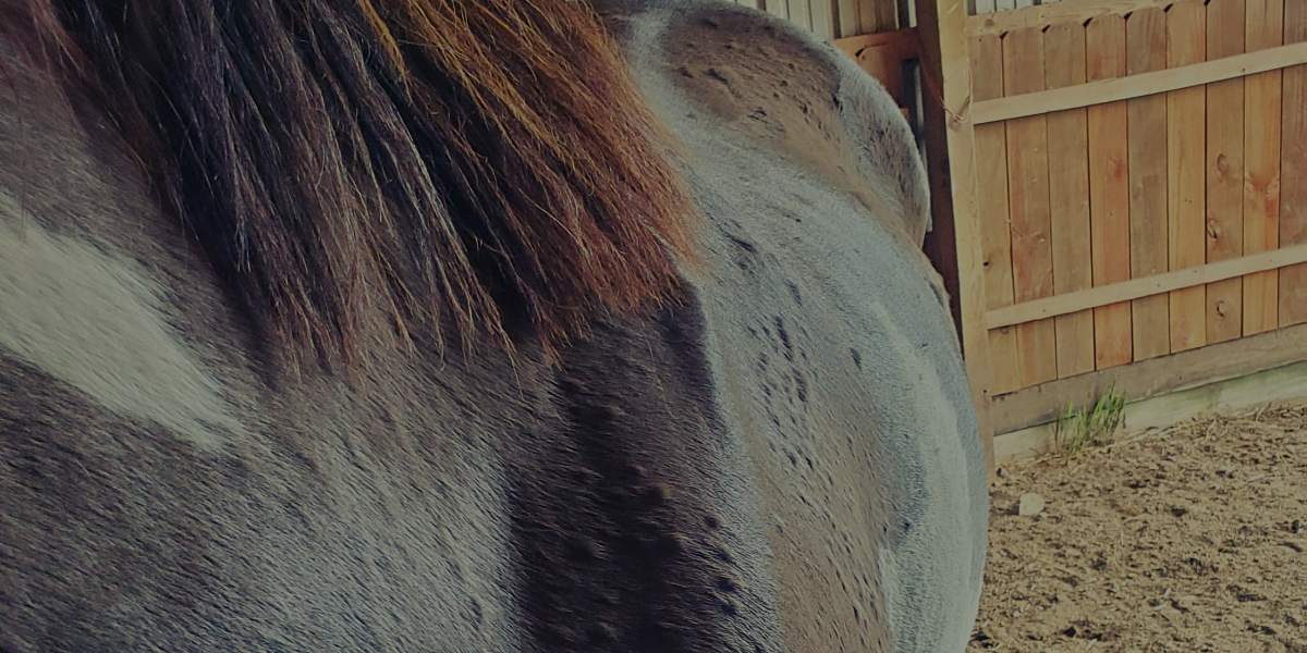 Horse bug bites