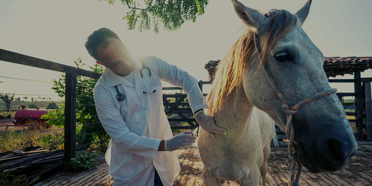 Equine Doctor with horse