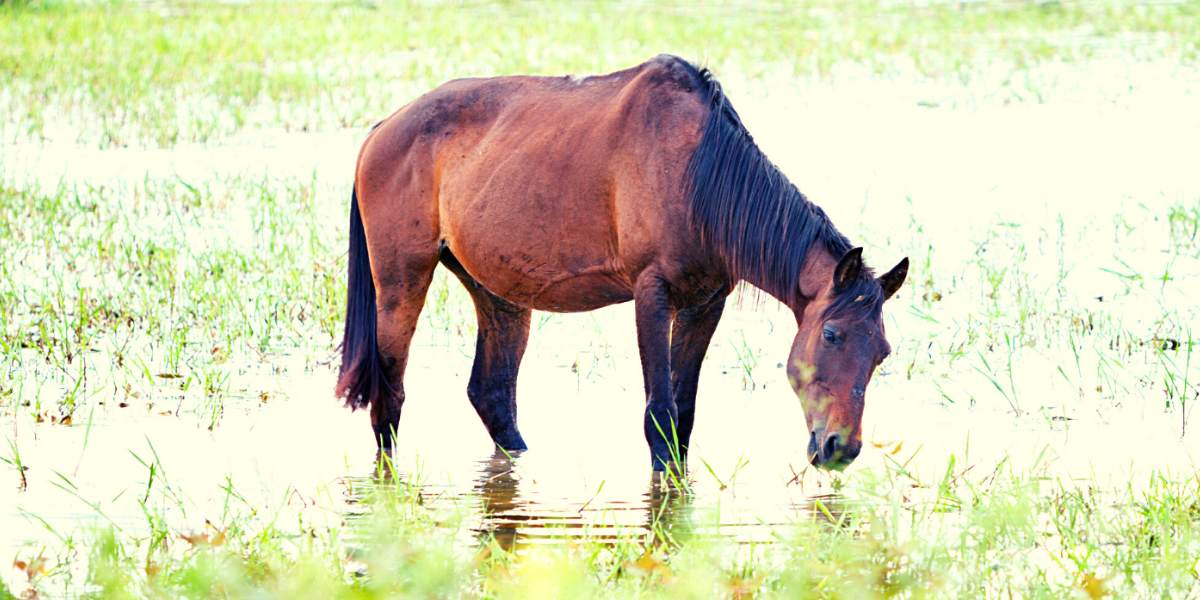 Hurricane Ian: Emergency Horse Care