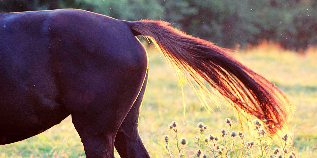 Horses in field