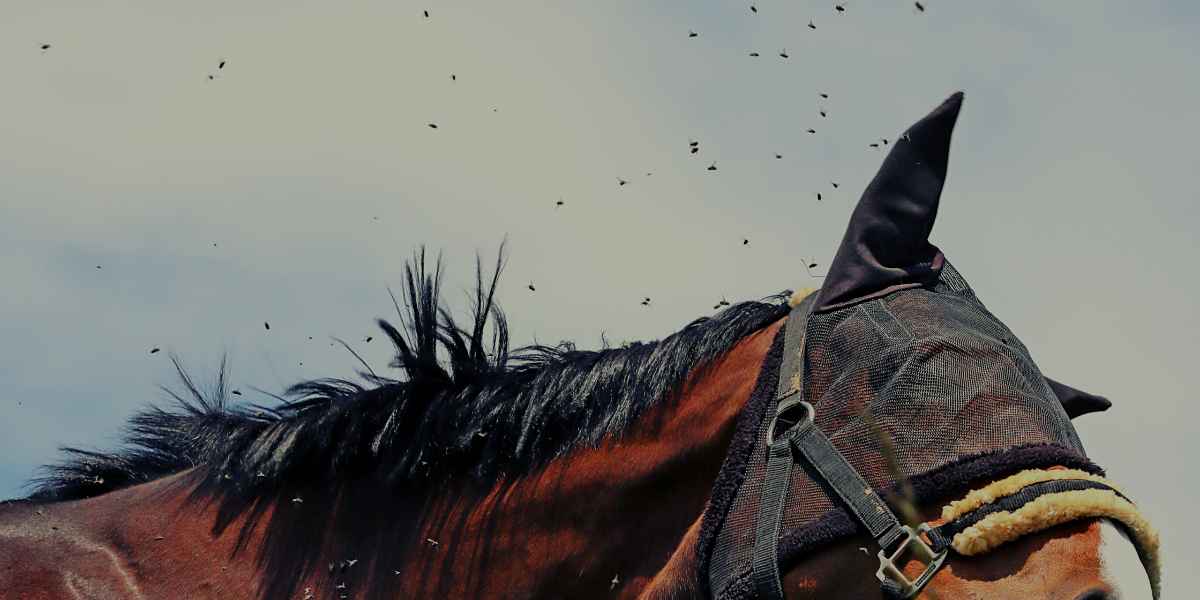 Which Insect is Causing Your Horse’s Sweet Itch?