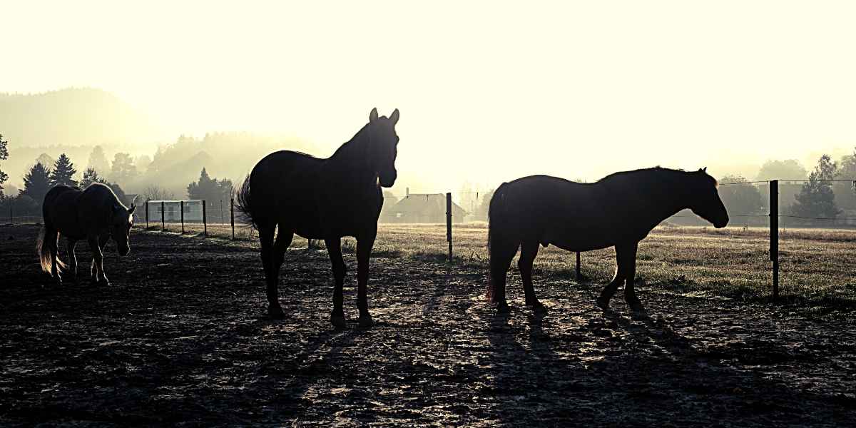 Muddy pastures can be one perpetuating factor for pastern dermatitis