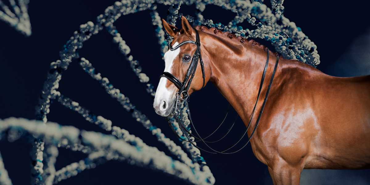 Genetic analysis of insect bite hypersensitivity 