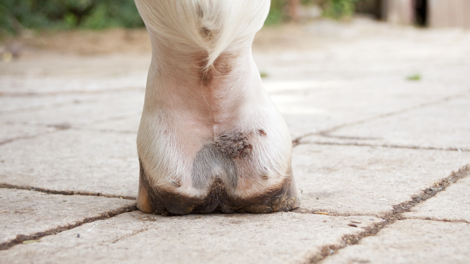 Three Equine Pastern Infections Vets Commonly Confuse (and How to Tell Them Apart)