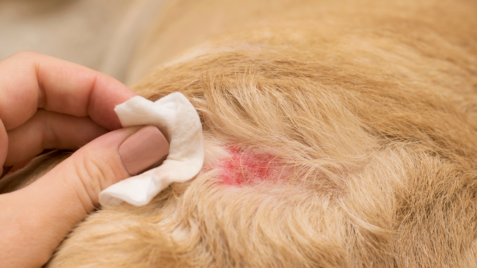 The Three Pillars of Topical Management for Allergic Dermatitis