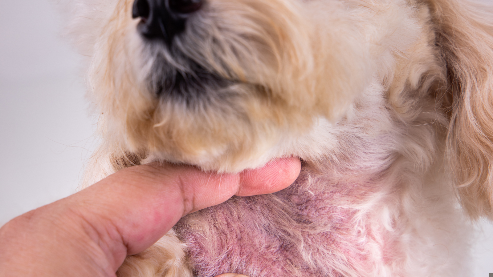 Rethinking Pyoderma Management: Where Non-Antimicrobial Topicals Fit in Modern Veterinary Practice
