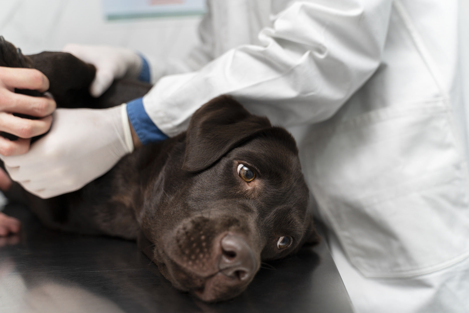 Hot Spots vs. Ringworm in dogs: Understanding the Differences