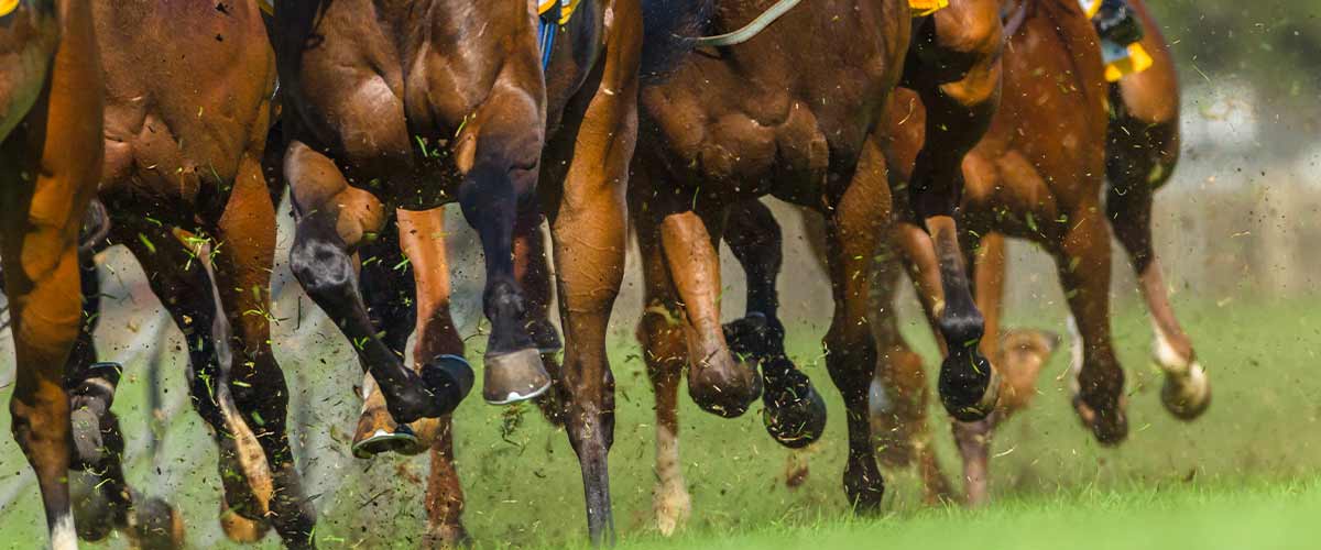 Your Solution to Race-Day Safe Management of Equine Skin Issues