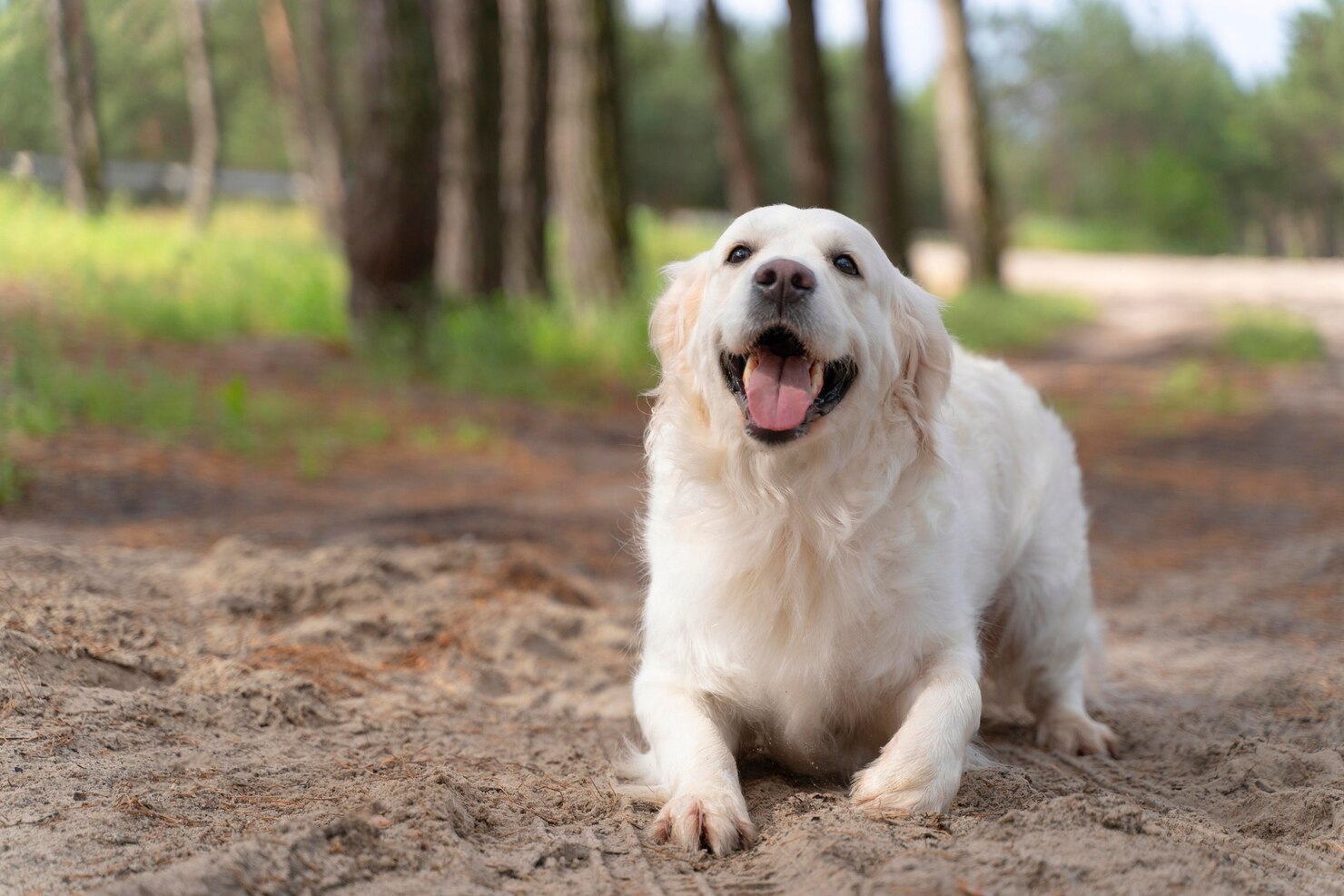 Hot Spots in Different Breeds: Are Some Dogs More Prone?