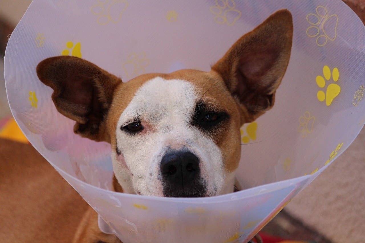 Understanding a Dog's Wound Healing Phases