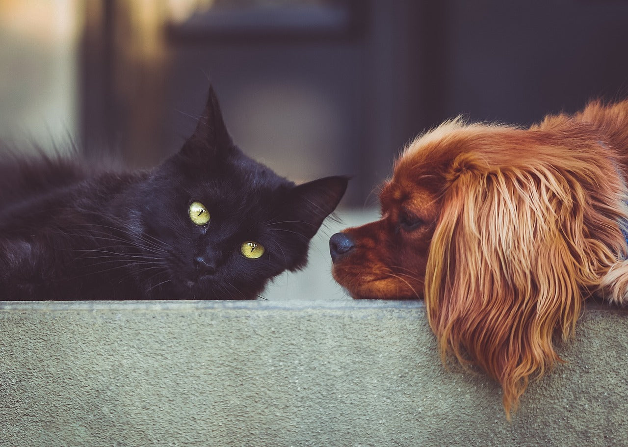 Common Injuries in Dogs and Cats and How to Prevent Them