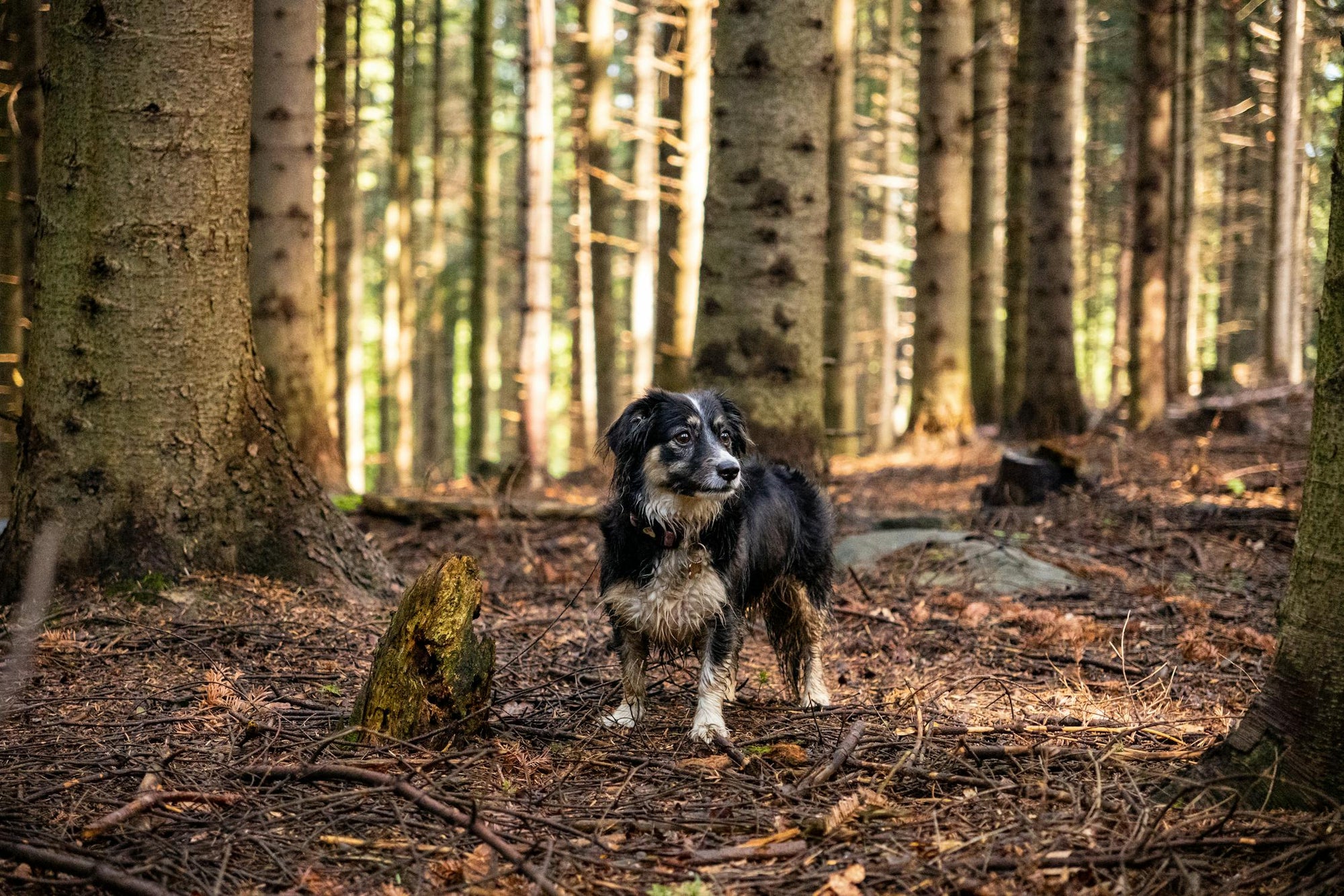 Treating Hot Spots on Specific Areas: Ears, Paws, and Tail