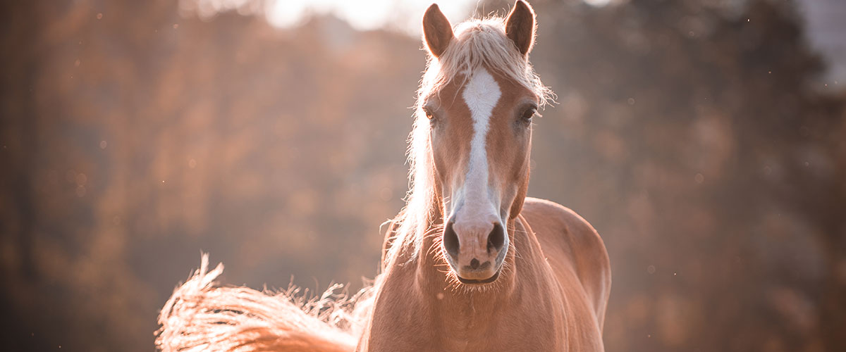 The Culprit Behind Summer Sores in Horses: Habronema