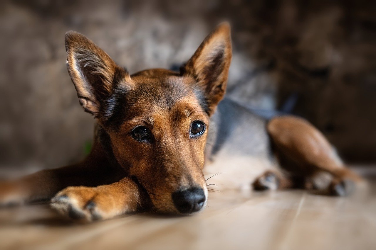 What are hot spots on dogs?