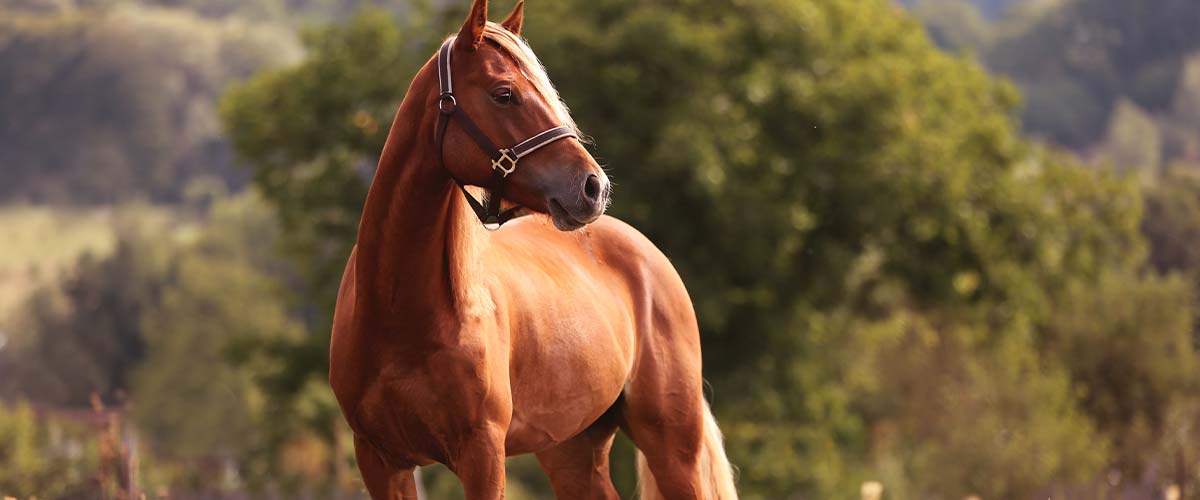 Knowledge of horse hair color you should know (Part 1)