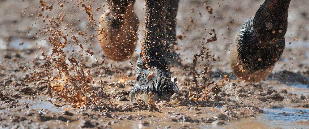 How to Recognize the Symptoms of Mud Fever