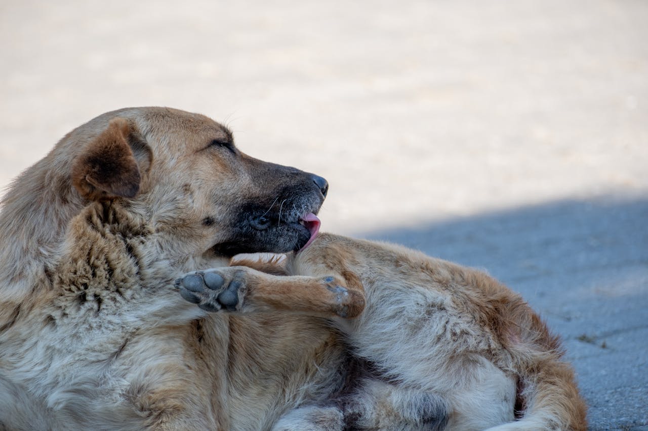 How to Care for Pets with Chronic Skin Conditions