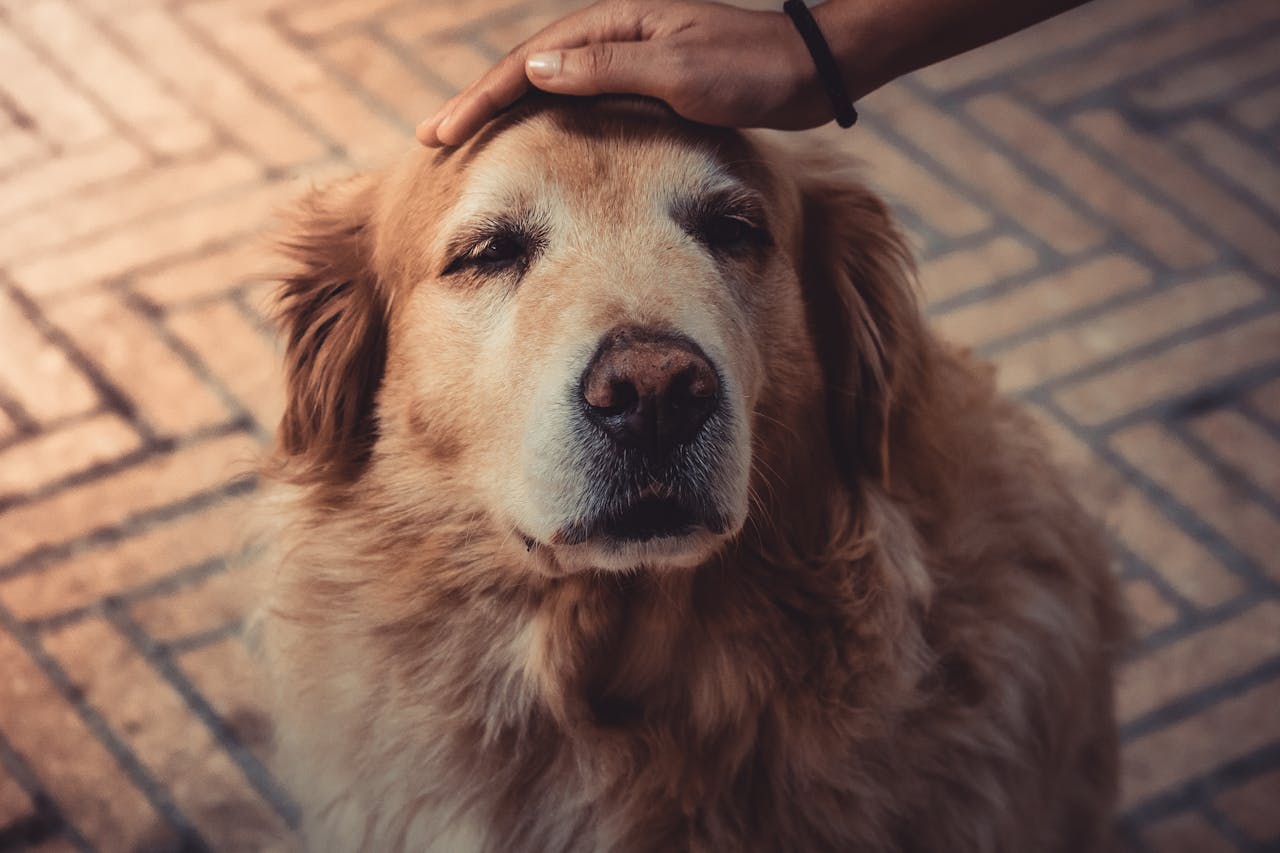 How to Care for Older Pets with Wounds