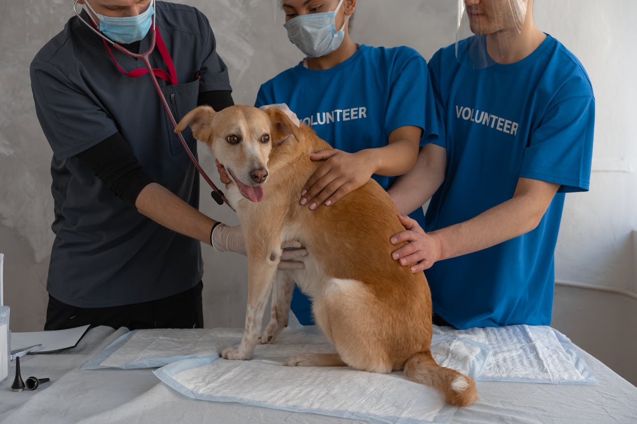 How to Assemble a First Aid Kit for Your Pet