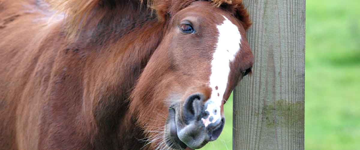 How to Manage Sweet Itch in Horses