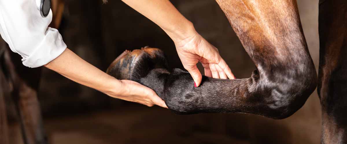 Step-by-Step Guide to Horse Wound Care