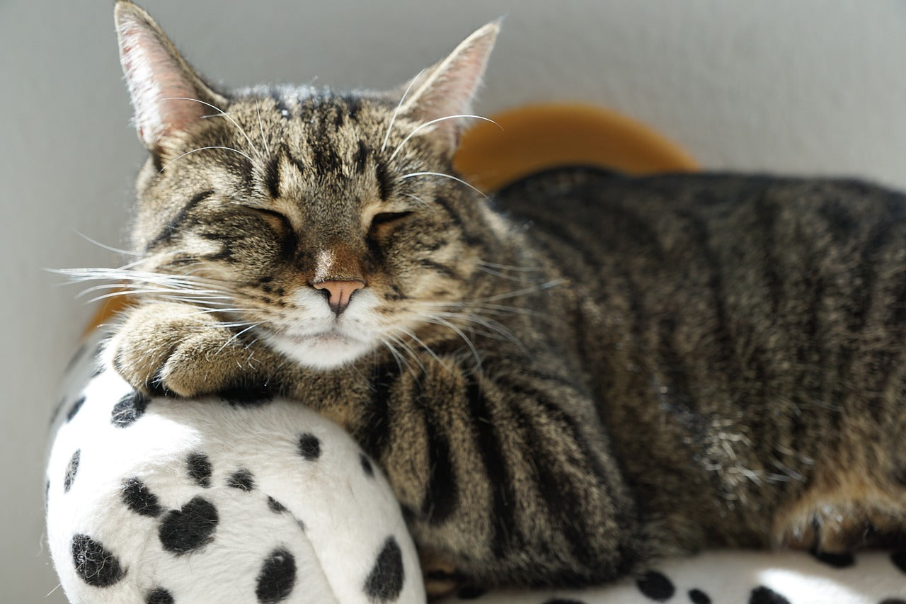 Wound Care for Cats: Essential Guidance for Healing and Recovery